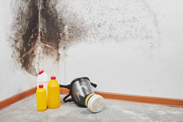 Mold Removal Process in Lexington Hills, CA