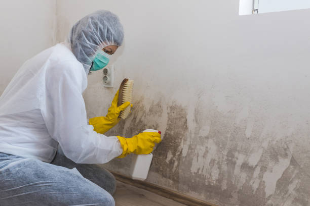 Best Mold Damage Repair  in Lexington Hills, CA
