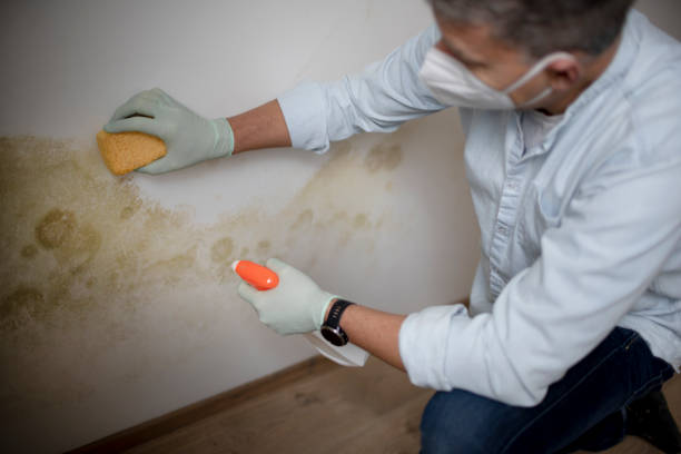 Best Professional Mold Removal  in Lexington Hills, CA