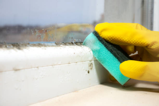 Lexington Hills, CA Mold Removal Company