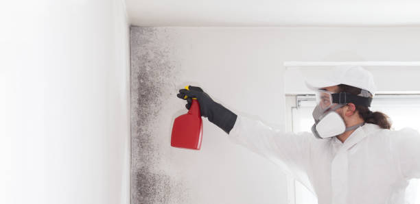 Best Affordable Mold Removal  in Lexington Hills, CA