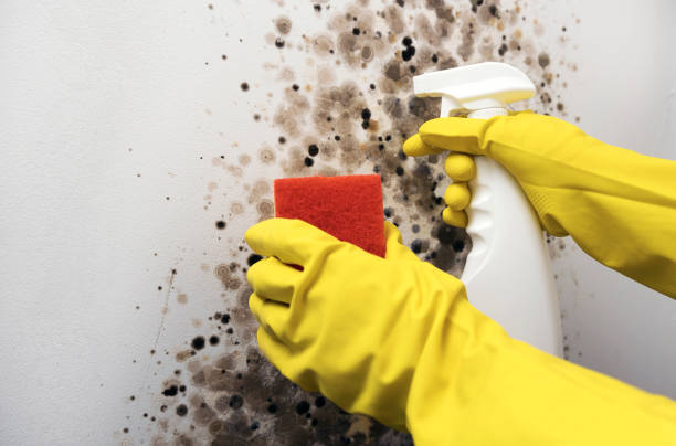 Best Mold Remediation  in Lexington Hills, CA