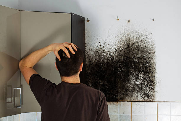 Best Black Mold Removal  in Lexington Hills, CA