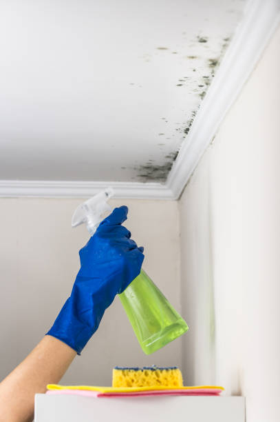 Best Toxic Mold Removal  in Lexington Hills, CA