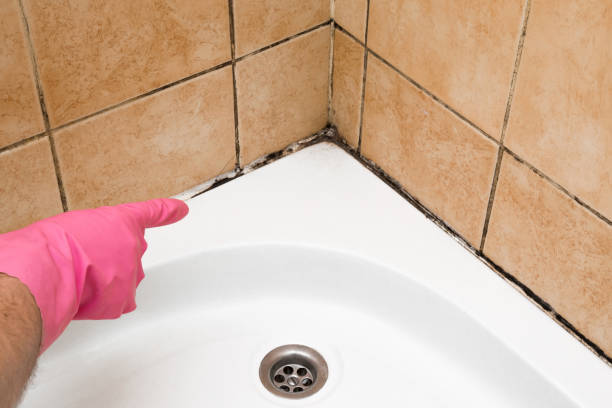 Best Best Mold Removal Companies  in Lexington Hills, CA